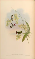 Selasphorus heloisa = Atthis heloisae